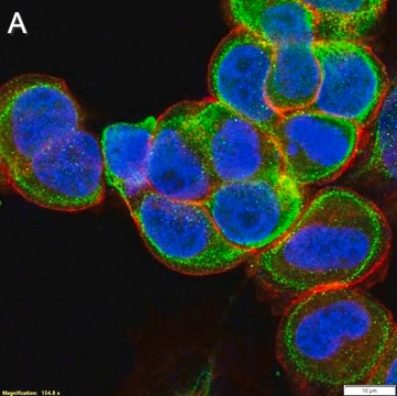 Anti-p-Cofilin (Ser3) Antibody, clone 5L4 ZooMAb&#174; Rabbit Monoclonal recombinant, expressed in HEK 293 cells