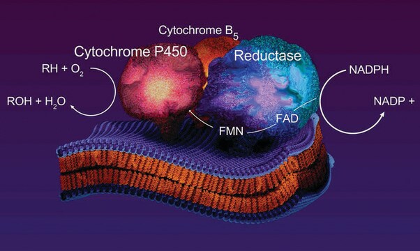 Cytochrome b5 human recombinant, expressed in E. coli (histidine-tagged), &#8805;90% (SDS-PAGE)