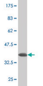 Monoclonal Anti-CLDN16, (N-terminal) antibody produced in mouse clone 1F2, purified immunoglobulin, buffered aqueous solution