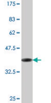 Monoclonal Anti-RABIF antibody produced in mouse clone 3A6, purified immunoglobulin, buffered aqueous solution