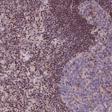 Anti-SP4 antibody produced in rabbit Prestige Antibodies&#174; Powered by Atlas Antibodies, affinity isolated antibody, buffered aqueous glycerol solution