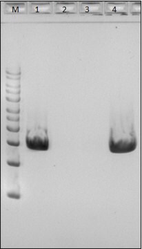 MycoPolyzyme for use with yeast and fungal lysis, free of DNA contaminants, suitable for Microbiome research