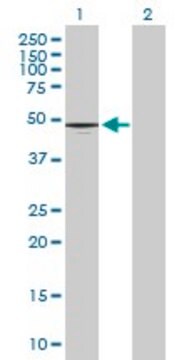 Anti-CD177 antibody produced in mouse purified immunoglobulin, buffered aqueous solution