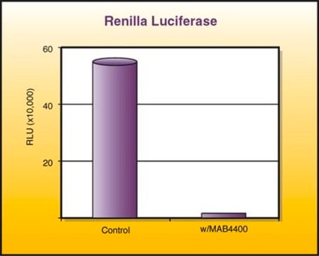 Anti-Renilla Luciferase Antibody, clone 5B11.2 ascites fluid, clone 5B11.2, Chemicon&#174;