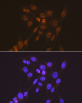 Anti- Smad2 antibody produced in rabbit