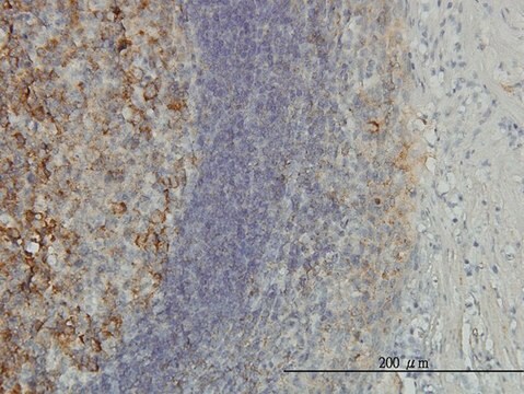 Monoclonal Anti-PSMD10 antibody produced in mouse clone 4B5, purified immunoglobulin, buffered aqueous solution