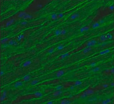 Anti-Integrin &#946;1D Antibody, CT cytoplasmic domain, clone 2B1 clone 2B1, Chemicon&#174;, from mouse