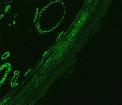 Anti-Mouse IgG (Fc specific)–FITC antibody produced in goat affinity isolated antibody, buffered aqueous solution