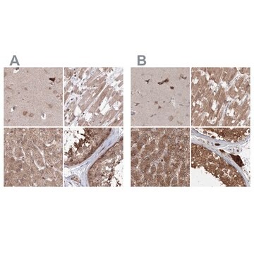 Anti-MKRN2 antibody produced in rabbit Prestige Antibodies&#174; Powered by Atlas Antibodies, affinity isolated antibody, buffered aqueous glycerol solution