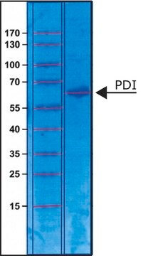 Protein Disulfide Isomerase from bovine liver &#8805;100&#160;units/mg protein, lyophilized powder