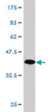 Monoclonal Anti-ITM2B antibody produced in mouse clone 1A10, purified immunoglobulin, buffered aqueous solution