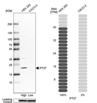 Anti-IFT27 antibody produced in rabbit Prestige Antibodies&#174; Powered by Atlas Antibodies, affinity isolated antibody, buffered aqueous glycerol solution