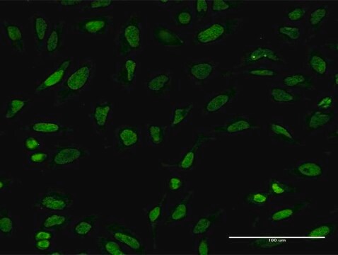 Monoclonal Anti-PTTG1 antibody produced in mouse clone 3F9, purified immunoglobulin, buffered aqueous solution