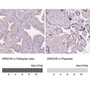 Anti-ERICH5 antibody produced in rabbit Prestige Antibodies&#174; Powered by Atlas Antibodies, affinity isolated antibody, buffered aqueous glycerol solution, Ab2