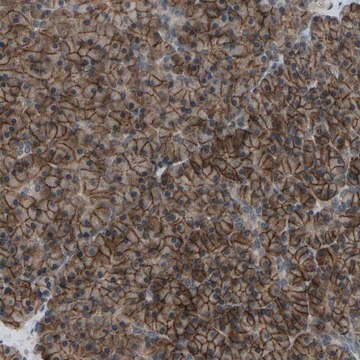 Anti-SLC43A1 antibody produced in rabbit Prestige Antibodies&#174; Powered by Atlas Antibodies, affinity isolated antibody, buffered aqueous glycerol solution