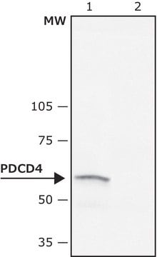 Anti-phospho-PDCD4 (pSer67) antibody produced in rabbit ~1&#160;mg/mL, affinity isolated antibody, buffered aqueous solution