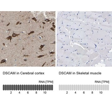 Anti-DSCAM antibody produced in rabbit Prestige Antibodies&#174; Powered by Atlas Antibodies, affinity isolated antibody, buffered aqueous glycerol solution