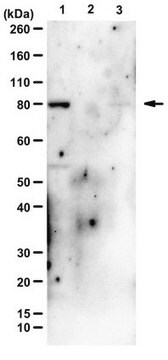 Anti-PI3 Kinase Antibody, p85 from rabbit, purified by affinity chromatography