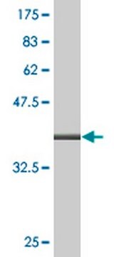 Anti-ALOX12 Mouse mAb (2D10) liquid, clone 2D10, Calbiochem&#174;