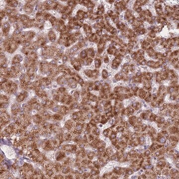 Anti-PEX11B antibody produced in rabbit Prestige Antibodies&#174; Powered by Atlas Antibodies, affinity isolated antibody, buffered aqueous glycerol solution