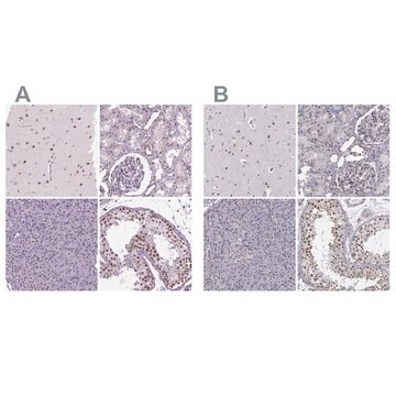 Anti-SETD1A antibody produced in rabbit Prestige Antibodies&#174; Powered by Atlas Antibodies, affinity isolated antibody, buffered aqueous glycerol solution