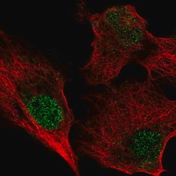 Anti-BIRC7 antibody produced in rabbit Prestige Antibodies&#174; Powered by Atlas Antibodies, affinity isolated antibody