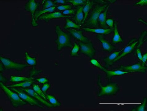 Anti-SRP19 antibody produced in rabbit purified immunoglobulin, buffered aqueous solution