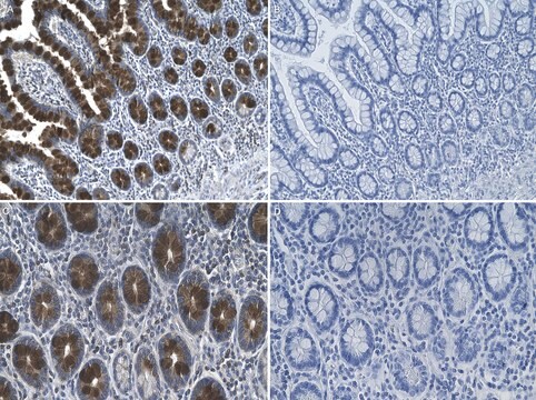 Anti-Mucin-2 Antibody, clone 2C8 ZooMAb&#174; Rabbit Monoclonal recombinant, expressed in HEK 293 cells