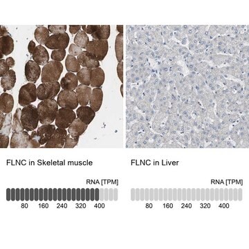 Anti-FLNC antibody produced in rabbit Prestige Antibodies&#174; Powered by Atlas Antibodies, affinity isolated antibody, buffered aqueous glycerol solution