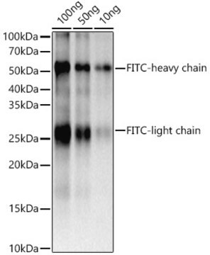 Anti-FITC/5-FAM/6-FAM Antibody, clone 6V10D5, Rabbit Monoclonal