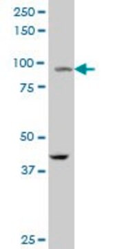 ANTI-PPARGC1A antibody produced in mouse clone 2F9, purified immunoglobulin, buffered aqueous solution