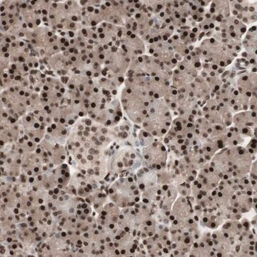 Anti-TSHZ1 antibody produced in rabbit Prestige Antibodies&#174; Powered by Atlas Antibodies, affinity isolated antibody, buffered aqueous glycerol solution