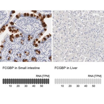 Anti-FCGBP antibody produced in rabbit Ab2, Prestige Antibodies&#174; Powered by Atlas Antibodies, affinity isolated antibody, buffered aqueous glycerol solution