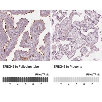 Anti-ERICH5 antibody produced in rabbit Prestige Antibodies&#174; Powered by Atlas Antibodies, affinity isolated antibody, buffered aqueous glycerol solution, Ab3