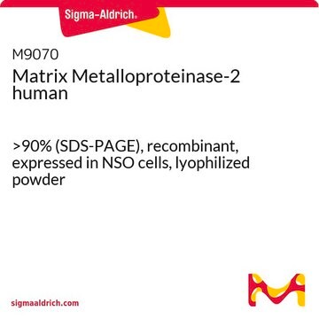 Matrix Metalloproteinase-2 human &gt;90% (SDS-PAGE), recombinant, expressed in NSO cells, lyophilized powder