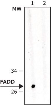 Anti-FADD antibody, Mouse monoclonal clone FD19, purified from hybridoma cell culture