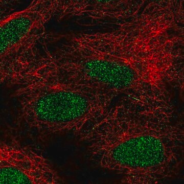 Anti-FIZ1 antibody produced in rabbit Prestige Antibodies&#174; Powered by Atlas Antibodies, affinity isolated antibody