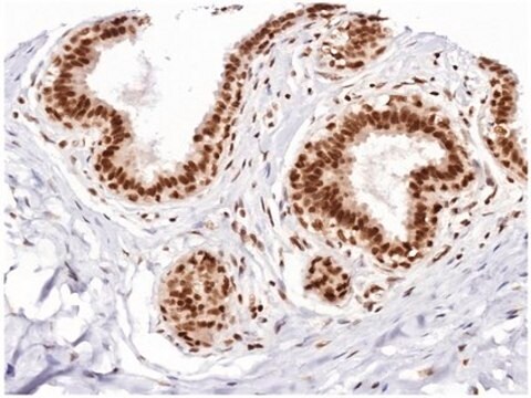 Anti-ADA3 Antibody, clone 5C9/C8 clone 5C9/C8, from mouse