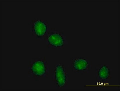 Anti-TRIM28 antibody produced in mouse purified immunoglobulin, buffered aqueous solution