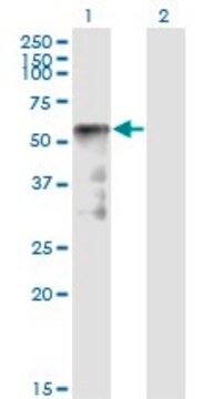 Monoclonal Anti-SESN2 antibody produced in mouse clone 1A12, purified immunoglobulin, buffered aqueous solution