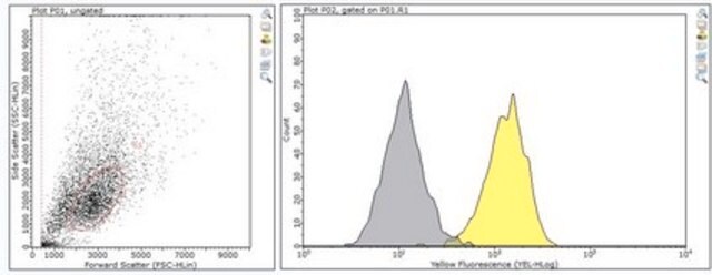 Anti-TAPA-1 (CD81) Antibody, clone 5A6 clone 5A6, from mouse