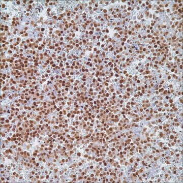 T-bet (MRQ-46) Rabbit Monoclonal Antibody