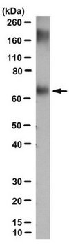 Anti-Phosphorylcholine Antibody, clone BH8 clone BH8, from mouse