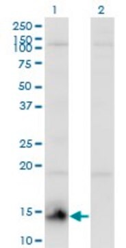 Monoclonal Anti-CHURC1 antibody produced in mouse clone 2F9, purified immunoglobulin, buffered aqueous solution