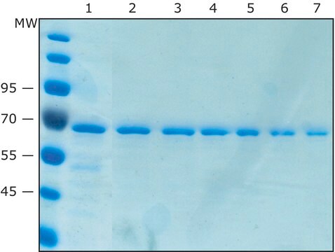 Anti-V5 Magnetic Beads Magnetic agarose, Suspension