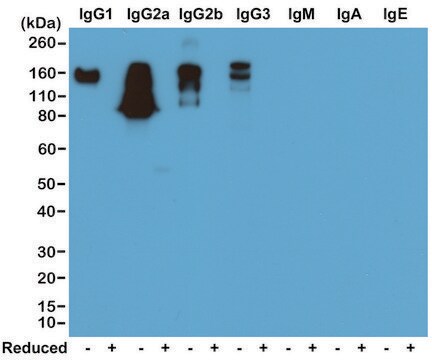 Anti-Mouse IgG antibody, Rabbit monoclonal recombinant, expressed in HEK 293 cells, clone RM104, purified immunoglobulin