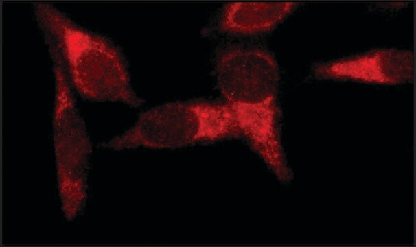 Anti-Early Endosomal Antigen 1 (N-terminal) antibody produced in rabbit ~1&#160;mg/mL, affinity isolated antibody, buffered aqueous solution