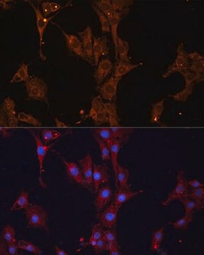 Anti-HSPB1 antibody produced in rabbit