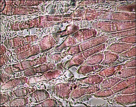 Monoclonal Anti-Myosin (Skeletal, Fast)&#8722;Alkaline Phosphatase antibody produced in mouse clone MY-32, purified from hybridoma cell culture