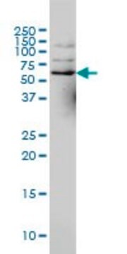 Monoclonal Anti-NCOA4 antibody produced in mouse clone 1A2, ascites fluid, solution